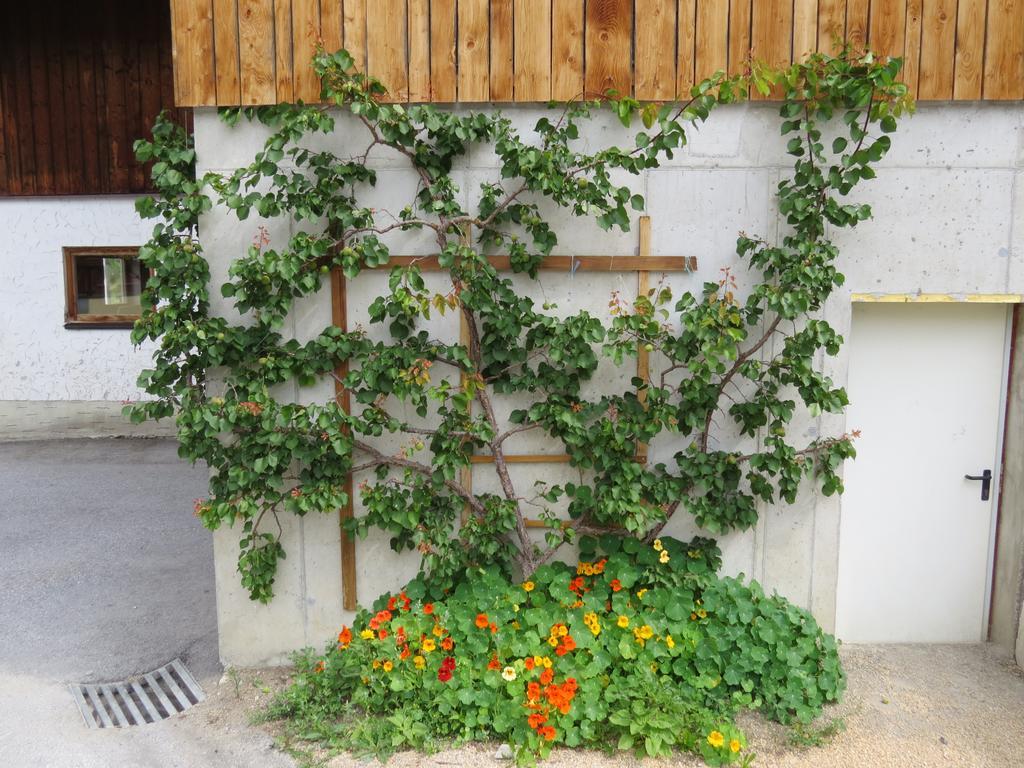 Landhaus Dorfer غروسارل الغرفة الصورة